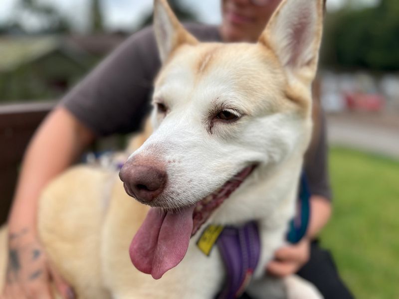 Cilla | Siberian Husky Cross | Merseyside (Liverpool) - 1