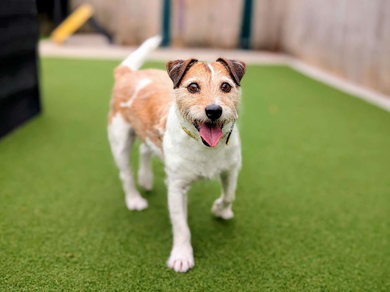 Buddy for sale in Cardiff, Glamorgan