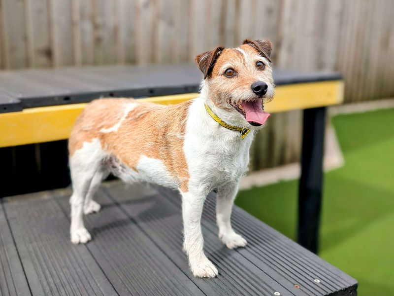 Jack Russell for adoption in Cardiff, Glamorgan – 10 years old - Image 2 of 6