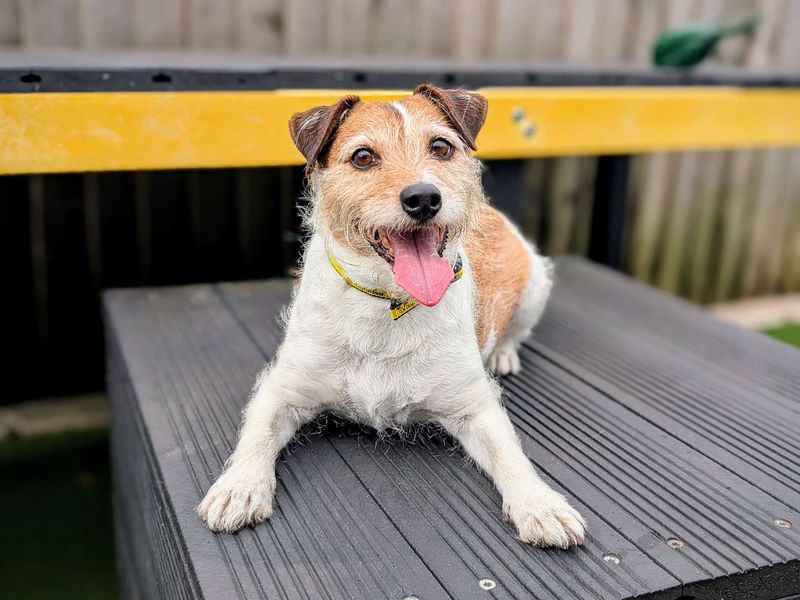 Jack Russell for adoption in Cardiff, Glamorgan – 10 years old - Image 3 of 6