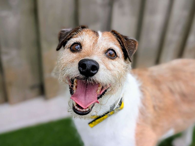 Jack Russell for adoption in Cardiff, Glamorgan – 10 years old - Image 6 of 6