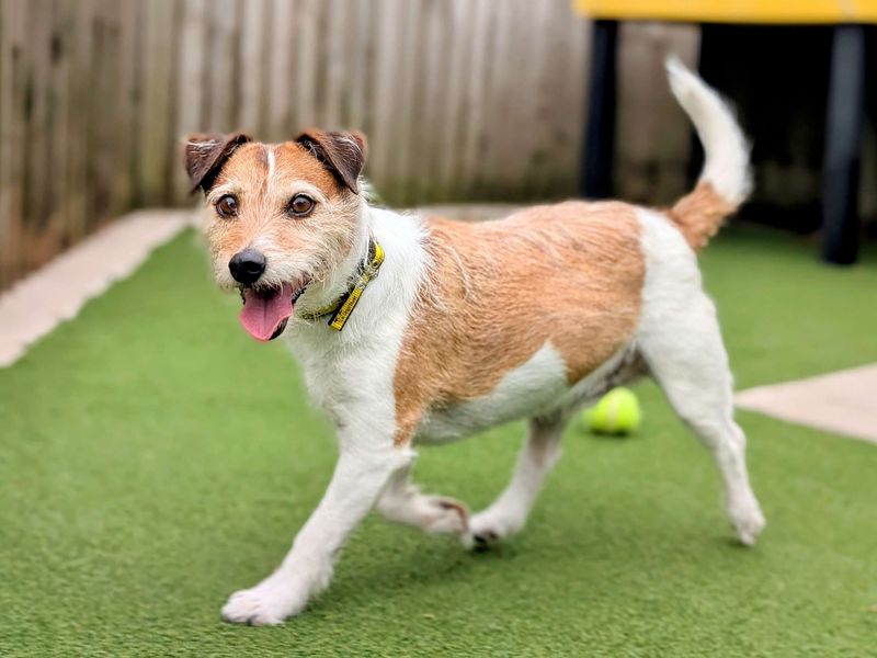 Jack Russell for adoption in Cardiff, Glamorgan – 10 years old - Image 5 of 6
