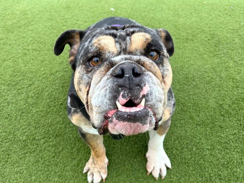 English Bulldog for adoption in Uxbridge, London – 3 years old