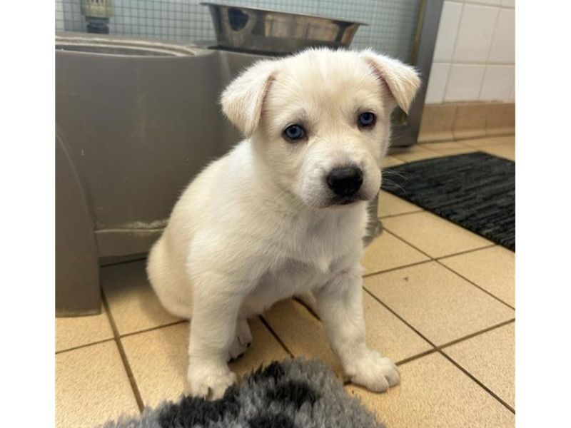 Siberian Husky for adoption in Snetterton, Norfolk – 6 weeks old - Image 6 of 7