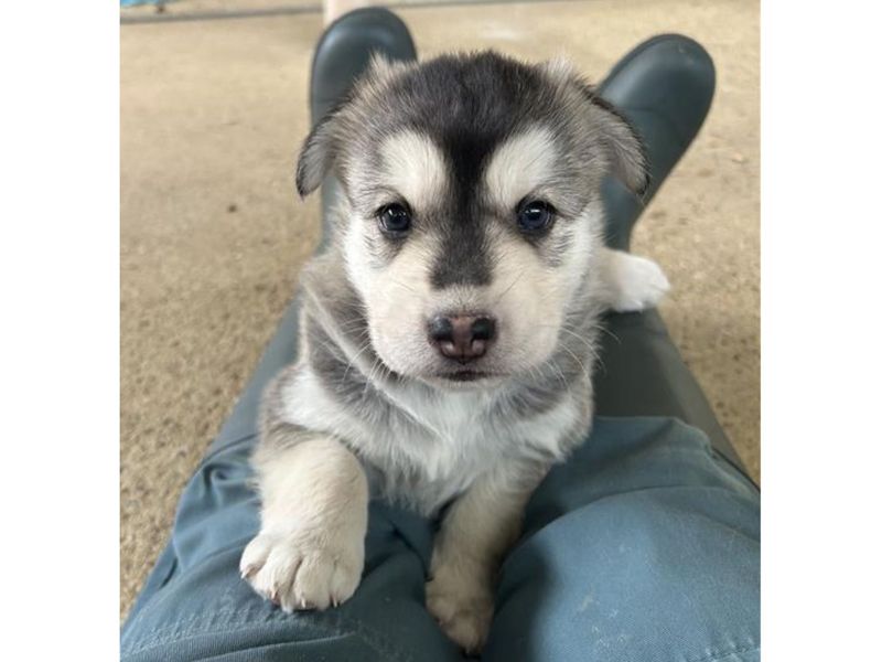 Siberian Husky for adoption in Snetterton, Norfolk – 6 weeks old - Image 3 of 7