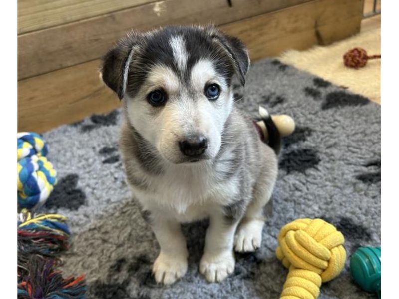 Siberian Husky for adoption in Snetterton, Norfolk – 6 weeks old - Image 5 of 7