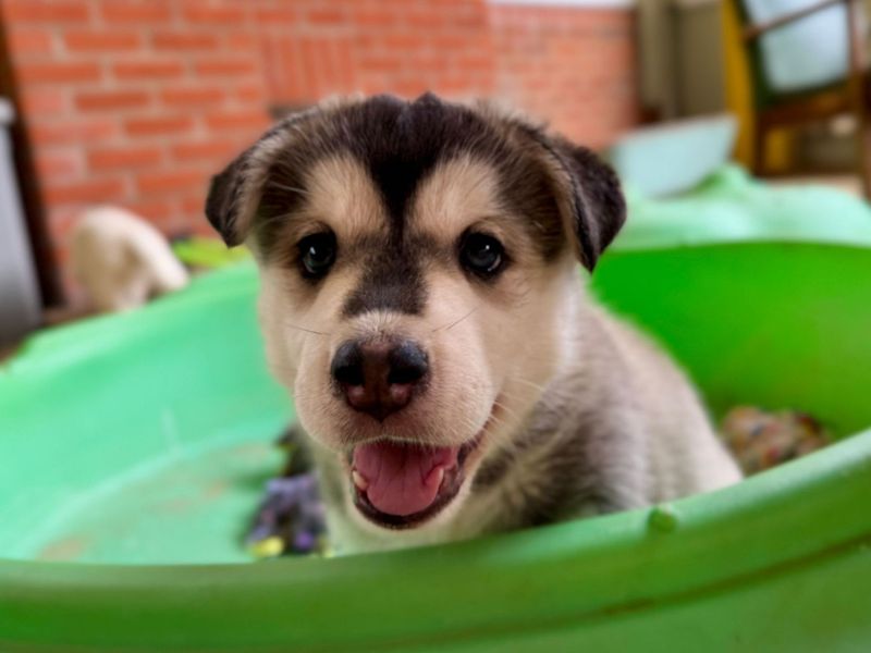 Siberian Husky for adoption in Snetterton, Norfolk – 6 weeks old - Image 7 of 7