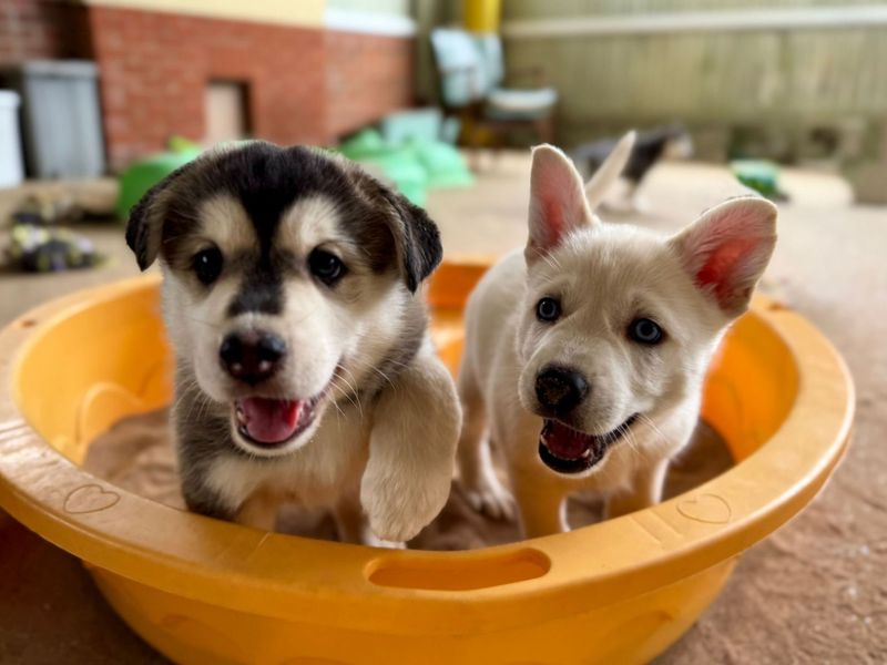 Siberian Husky for adoption in Snetterton, Norfolk – 6 weeks old - Image 4 of 7