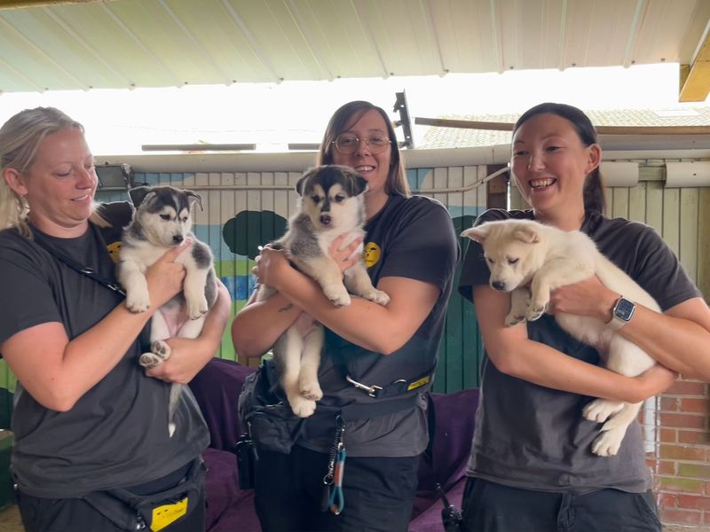 Siberian Husky for adoption in Snetterton, Norfolk – 6 weeks old