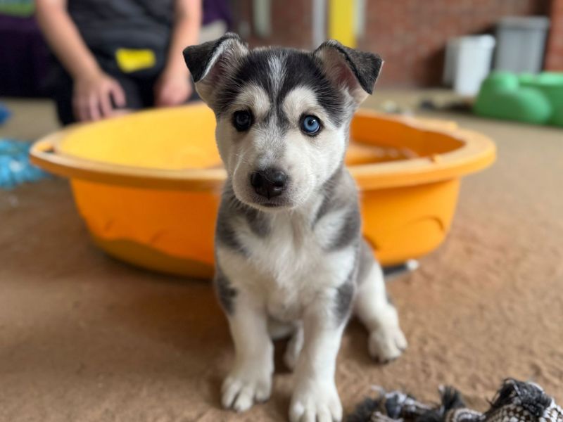Siberian Husky for adoption in Snetterton, Norfolk – 6 weeks old - Image 2 of 7