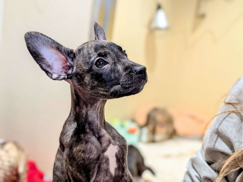 Ohana for sale in Cardiff, Glamorgan | Image 4