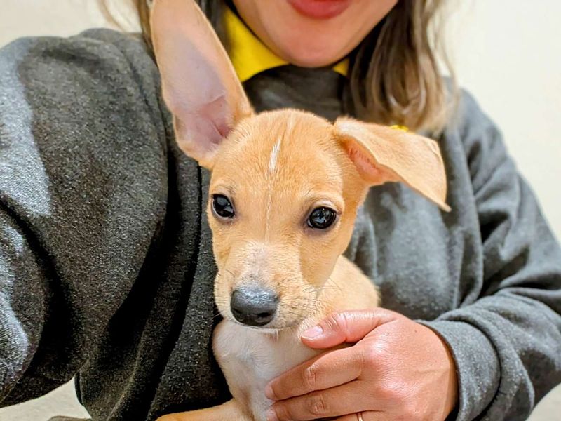 French Bulldog for adoption in Cardiff, Glamorgan – 4 months old - Image 2 of 5
