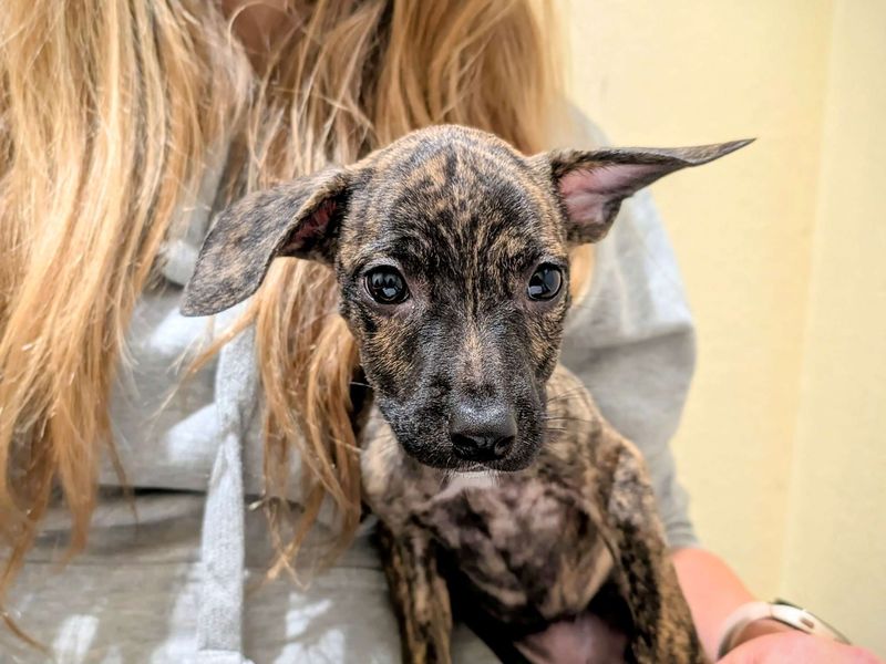 French Bulldog for adoption in Cardiff, Glamorgan – 4 months old - Image 5 of 5