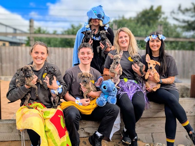 Ohana for sale in Cardiff, Glamorgan