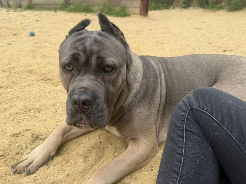 undefined | Italian Corso Dog | undefined - 1
