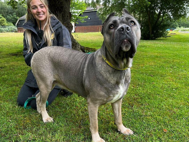 undefined | Italian Corso Dog | undefined - 2