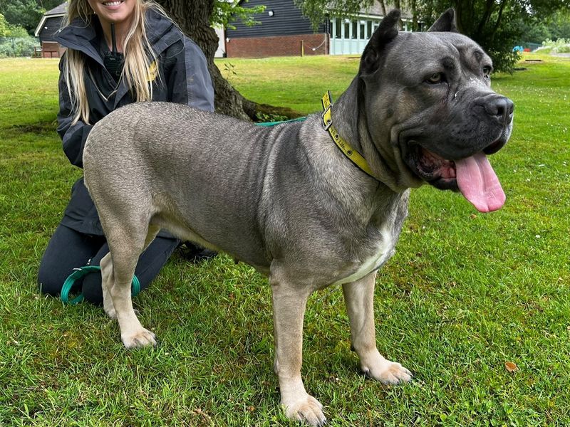 undefined | Italian Corso Dog | undefined - 3