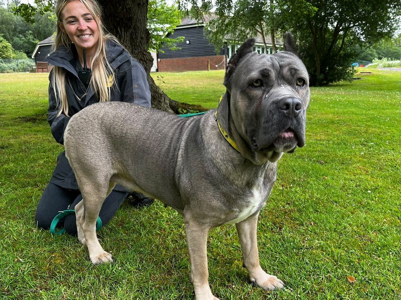 undefined | Italian Corso Dog | undefined - 4