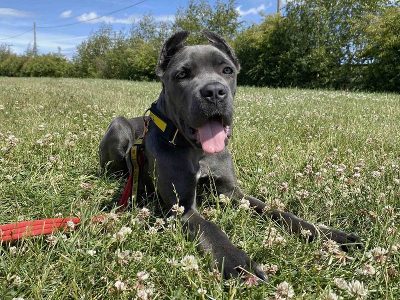 Hugo | Italian Corso Dog | Canterbury - 1