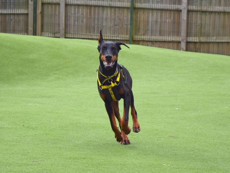 Doberman for adoption in Uxbridge, London – 8 months old - Image 2 of 2