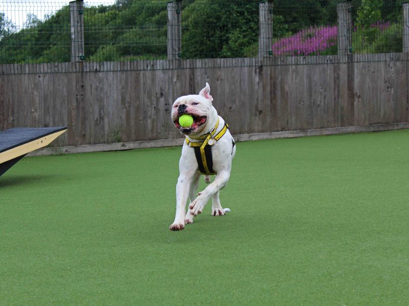 American Bulldog for adoption in Glasgow, Scotland – 4 years old - Image 5 of 6