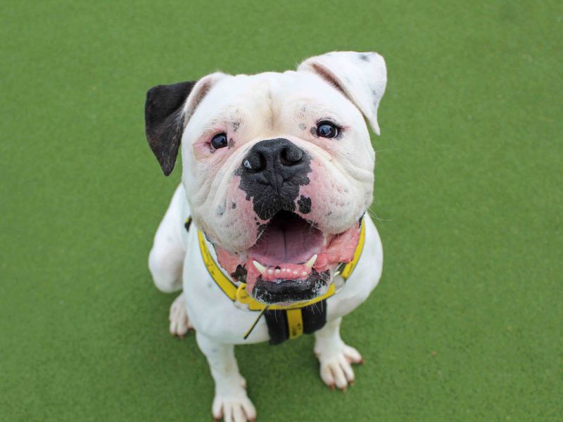 American Bulldog for adoption in Glasgow, Scotland – 4 years old - Image 4 of 6