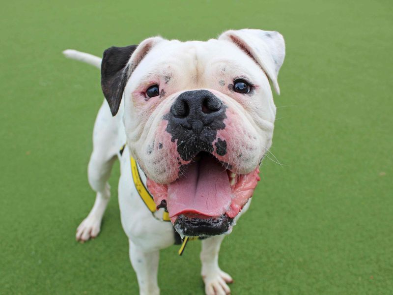 American Bulldog for adoption in Glasgow, Scotland – 4 years old - Image 6 of 6