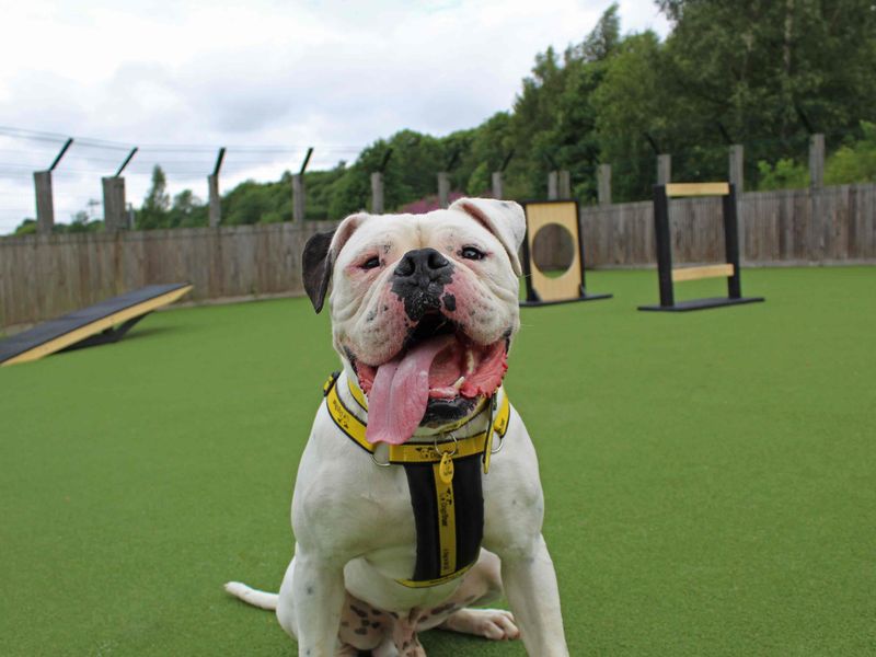 American Bulldog for adoption in Glasgow, Scotland – 4 years old - Image 2 of 6