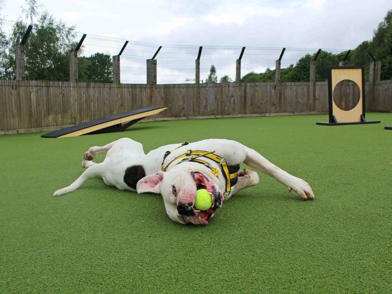 American Bulldog for adoption in Glasgow, Scotland – 4 years old