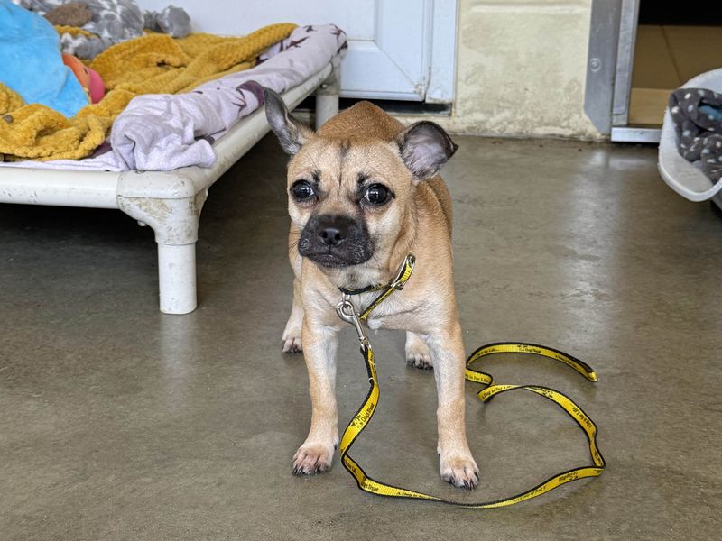 Dexter | Chihuahua (Smooth Coat) Cross | Basildon (Essex) - 1