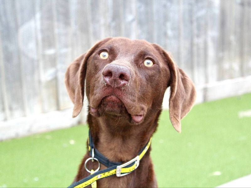 Peanut | Weimaraner | Evesham (Worcestershire) - 1