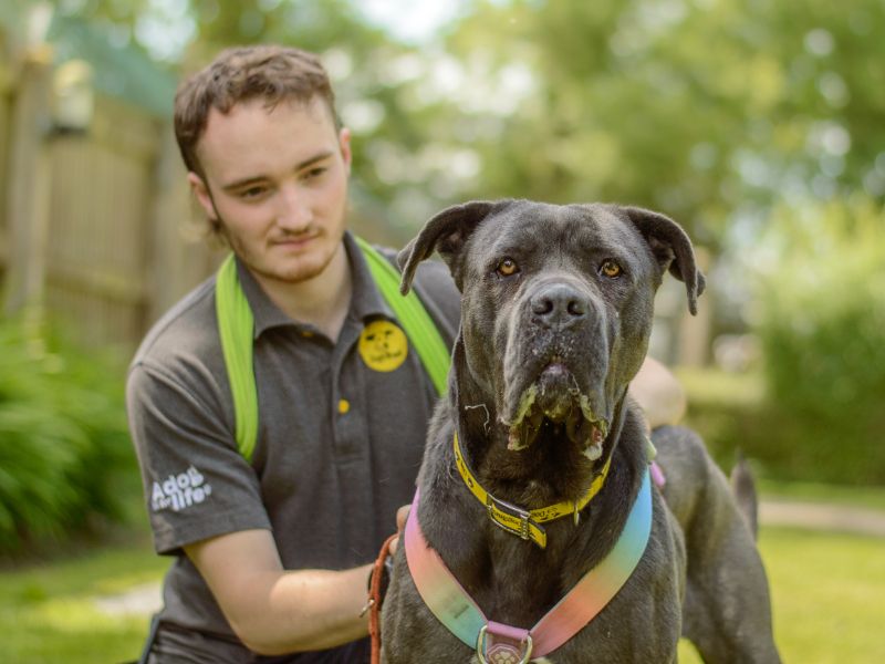 Mavis | Italian Corso Dog | Kenilworth (West Midlands) - 1