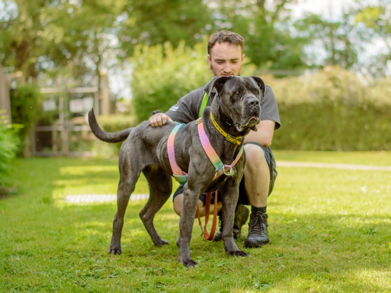 Cane Corso for adoption in Kenilworth, Warks – 3 years old - Image 2 of 6
