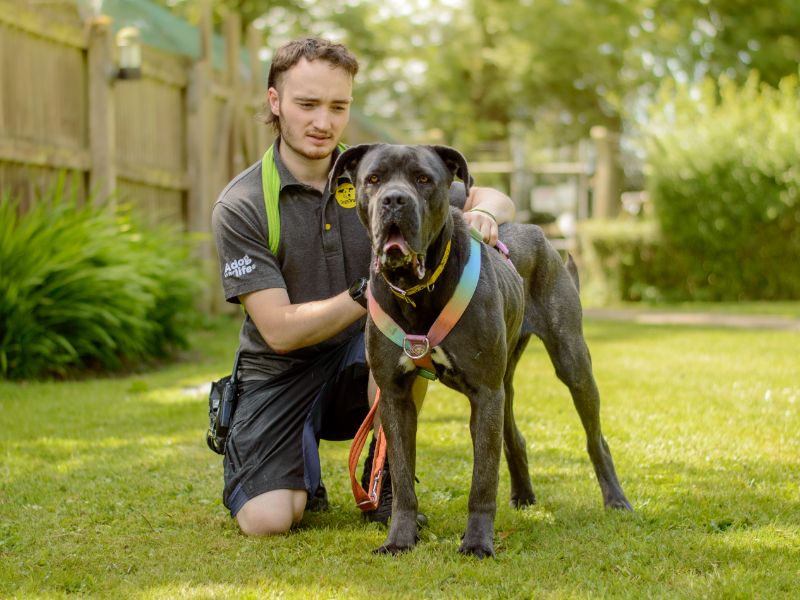 Cane Corso for adoption in Kenilworth, Warks – 3 years old - Image 6 of 6