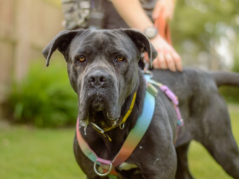 Cane Corso for adoption in Kenilworth, Warks – 3 years old - Image 4 of 6