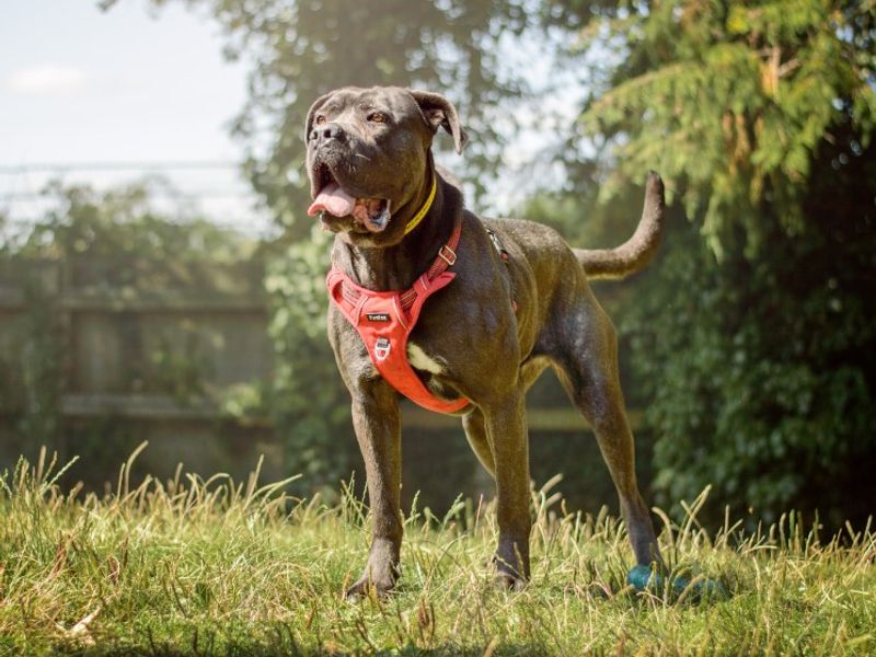 undefined | Italian Corso Dog | undefined - 11