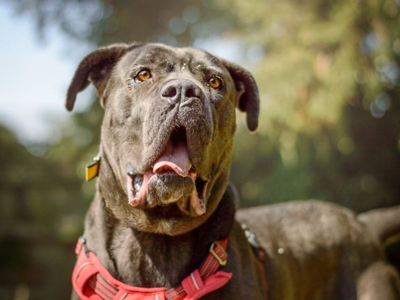 undefined | Italian Corso Dog | undefined - 4
