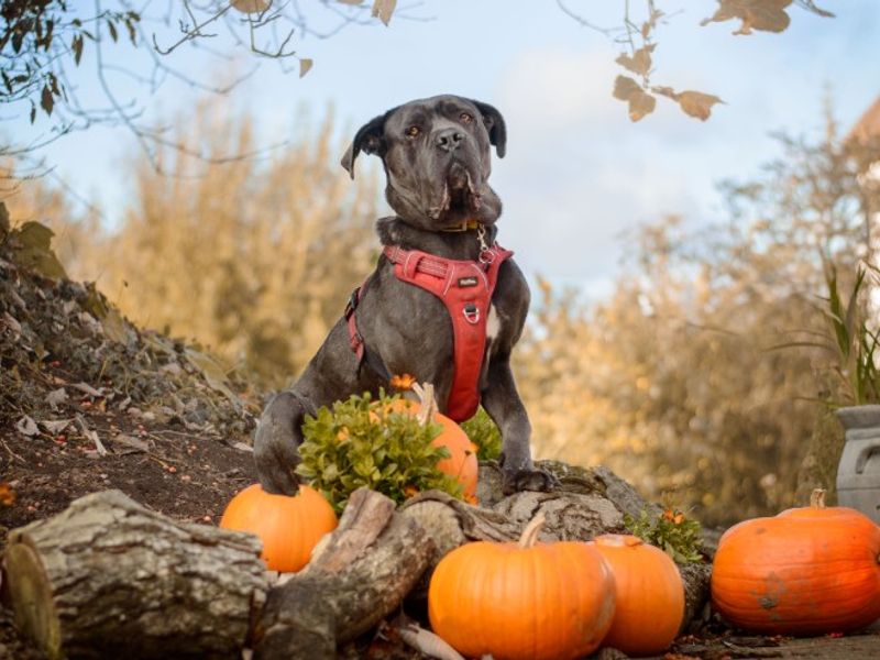 Mavis | Italian Corso Dog | Kenilworth (West Midlands) - 1