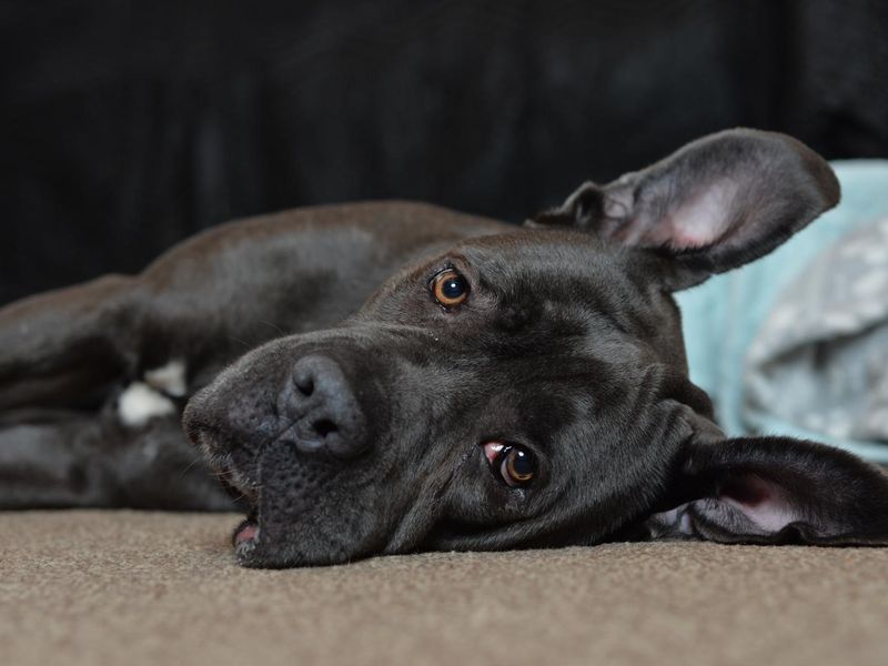 Mavis | Italian Corso Dog | Kenilworth (West Midlands) - 1