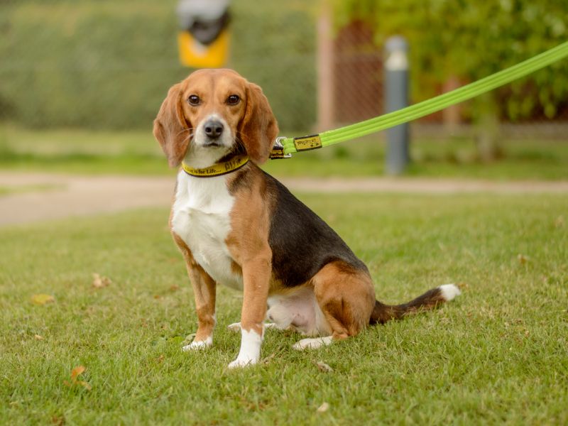 Alfie for sale in Kenilworth, Warks