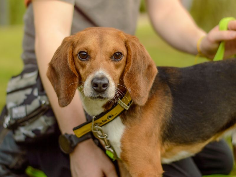 Beagle for adoption in Kenilworth, Warks – 2 years old - Image 2 of 2