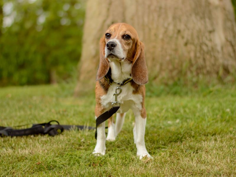 Beagle for adoption in Kenilworth, Warks – 2 years old - Image 2 of 2