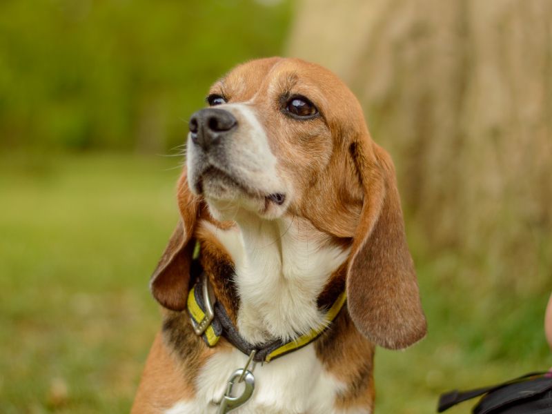 Arthur for sale in Kenilworth, Warks