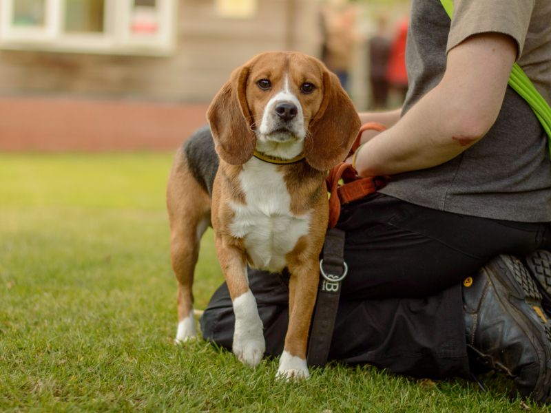 Beagle for adoption in Kenilworth, Warks – 2 years old - Image 2 of 2