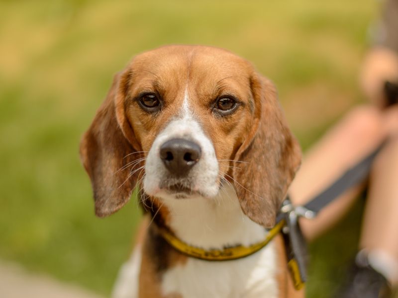 Beagle for adoption in Kenilworth, Warks – 2 years old - Image 2 of 2