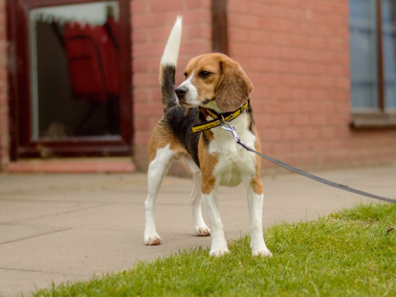 Anx | Beagle | Kenilworth (West Midlands) - 1