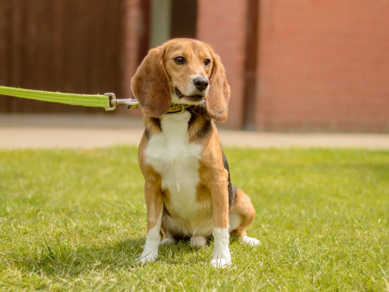 Archie for sale in Kenilworth, Warks - Image 2
