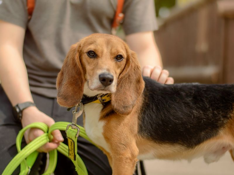 Archie for sale in Kenilworth, Warks