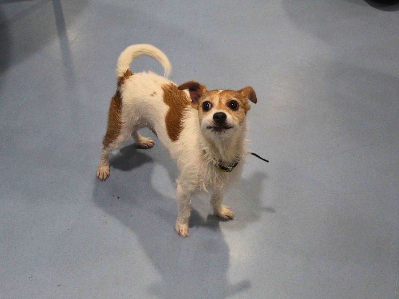 Chihuahua for adoption in Manchester, Greater Manchester – 10 years old