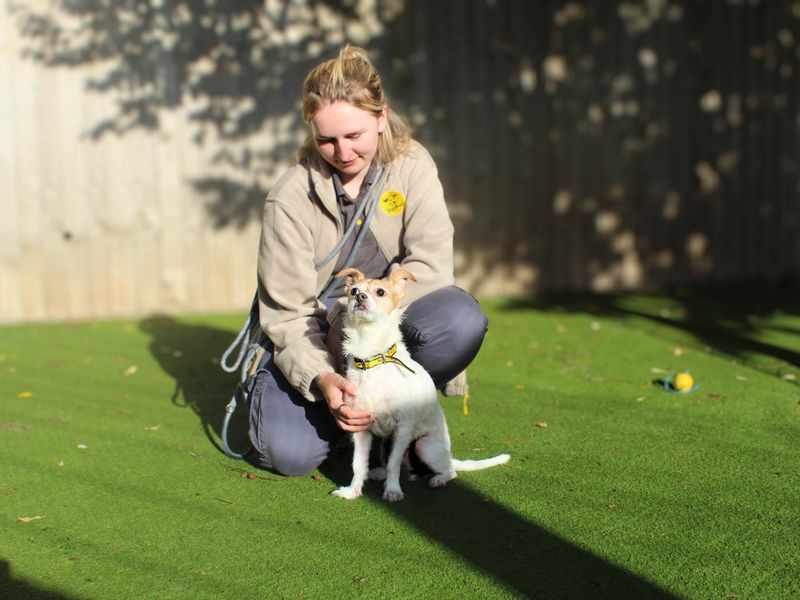 Jack Russell Terrier for adoption in Manchester – 10 years old - Image 2 of 5